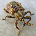 Bronchus furvus